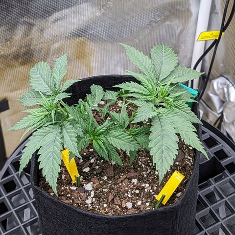 Maui Wowie #1 growlog timeline photo