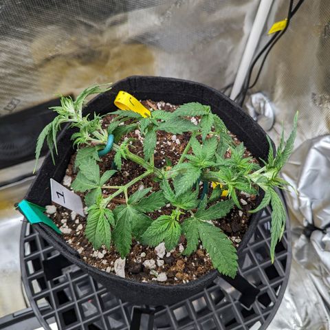 Maui Wowie #1 growlog timeline photo