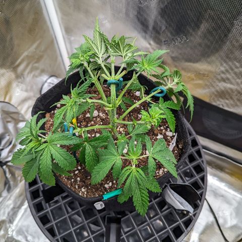 Maui Wowie #1 growlog timeline photo