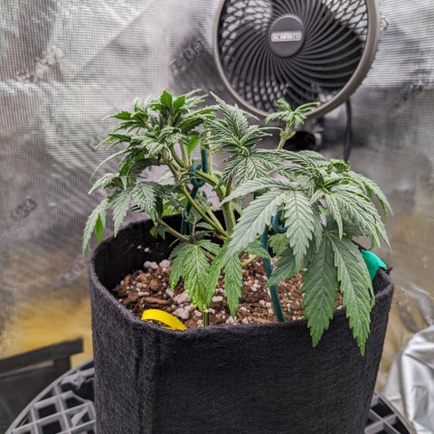 Maui Wowie #1 growlog timeline photo