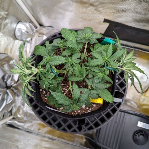 Maui Wowie #1 growlog timeline photo