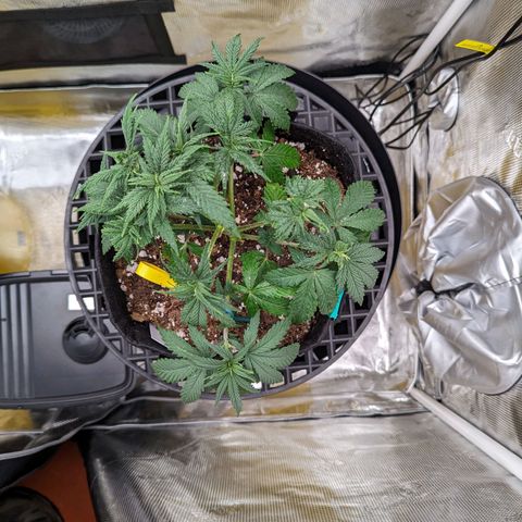 Maui Wowie #1 growlog timeline photo