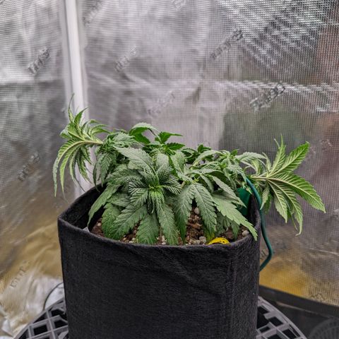 Maui Wowie #1 growlog timeline photo