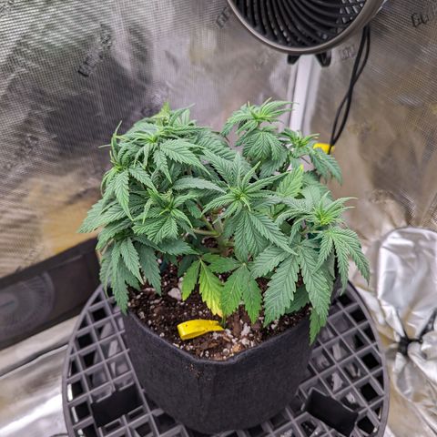 Maui Wowie #1 growlog timeline photo
