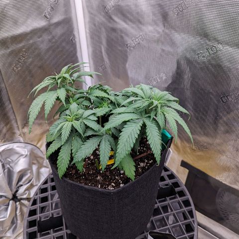 Maui Wowie #1 growlog timeline photo
