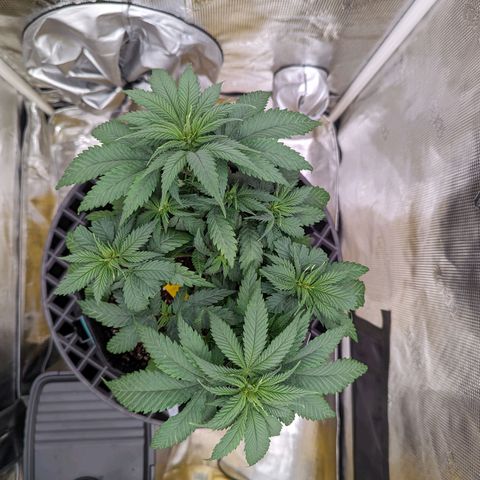 Maui Wowie #1 growlog timeline photo