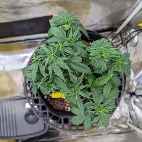 Maui Wowie #1 growlog timeline photo