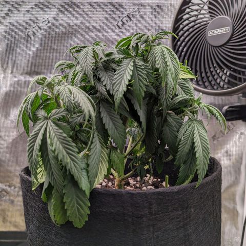 Maui Wowie #1 growlog timeline photo