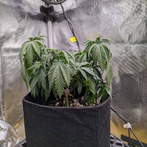 Maui Wowie #1 growlog timeline photo