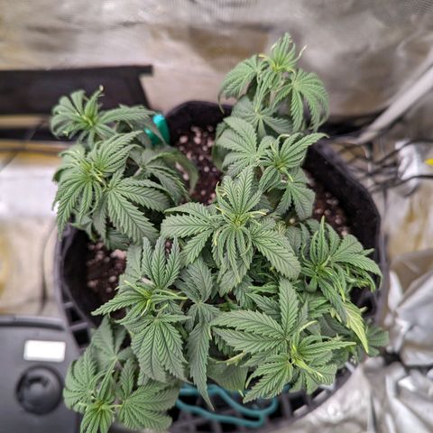 Maui Wowie #1 growlog timeline photo