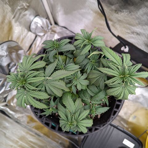 Maui Wowie #1 growlog timeline photo