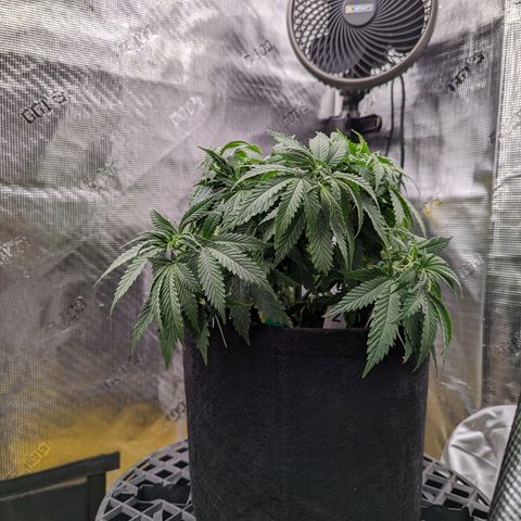 Maui Wowie #1 growlog timeline photo