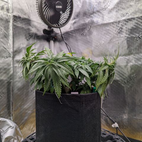 Maui Wowie #1 growlog timeline photo