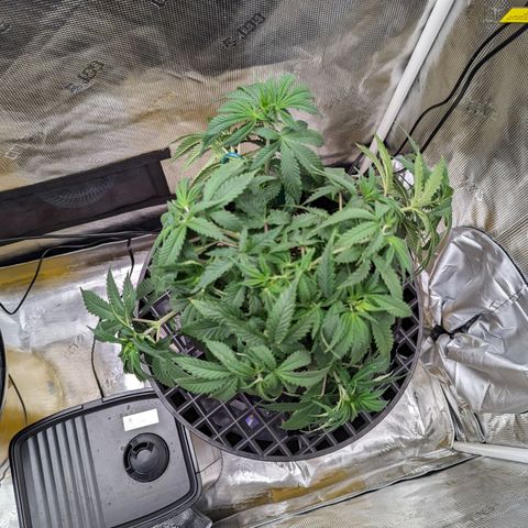 Maui Wowie #1 growlog timeline photo
