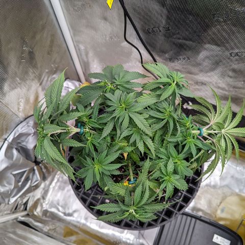 Maui Wowie #1 growlog timeline photo