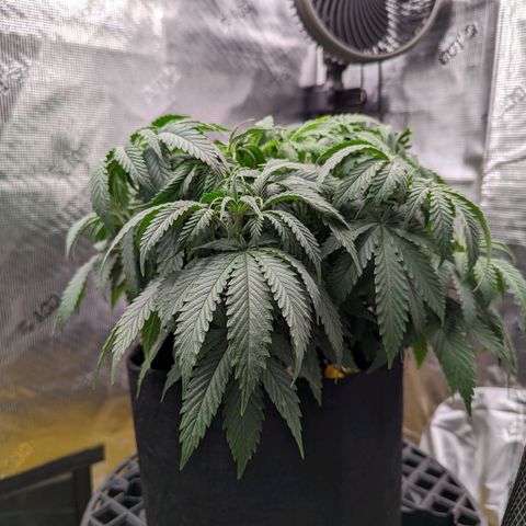Maui Wowie #1 growlog timeline photo