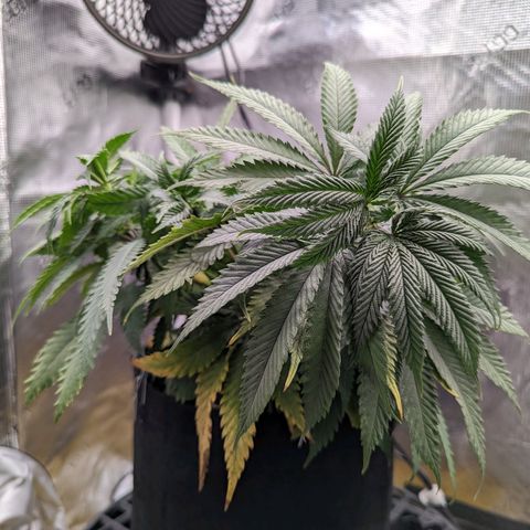 Maui Wowie #1 growlog timeline photo