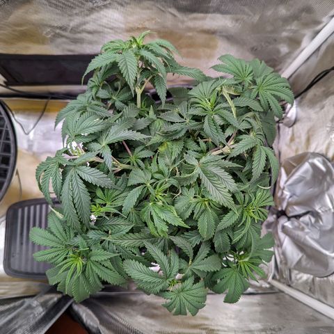 Maui Wowie #1 growlog timeline photo