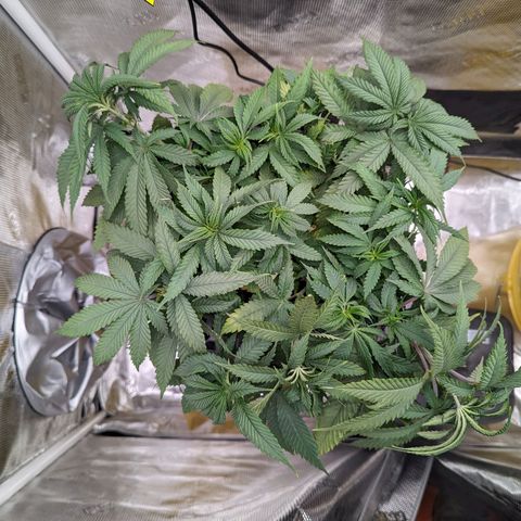 Maui Wowie #1 growlog timeline photo