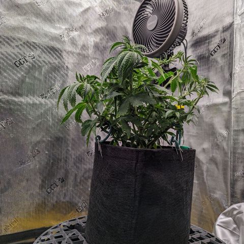 Maui Wowie #1 growlog timeline photo