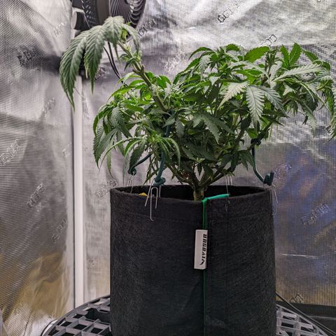 Maui Wowie #1 growlog timeline photo