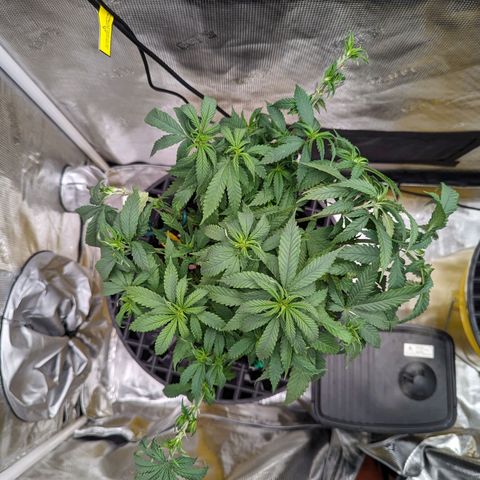 Maui Wowie #1 growlog timeline photo