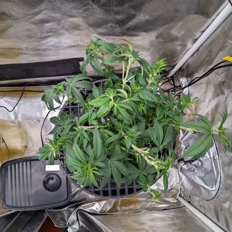 Maui Wowie #1 growlog timeline photo