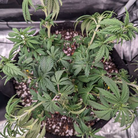 Maui Wowie #1 growlog photo: Transition to flower 