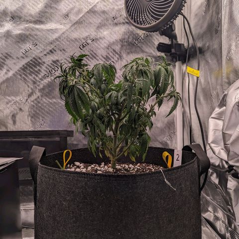 Maui Wowie #1 growlog photo: Transition to flower 