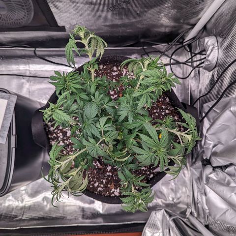Maui Wowie #1 growlog photo: Transition to flower 