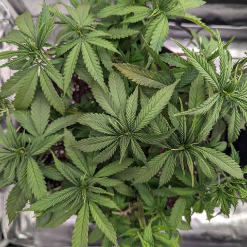 Maui Wowie #1 growlog photo: Transition to flower 