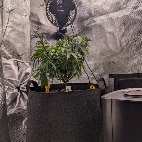 Maui Wowie #1 growlog photo: Transition to flower 