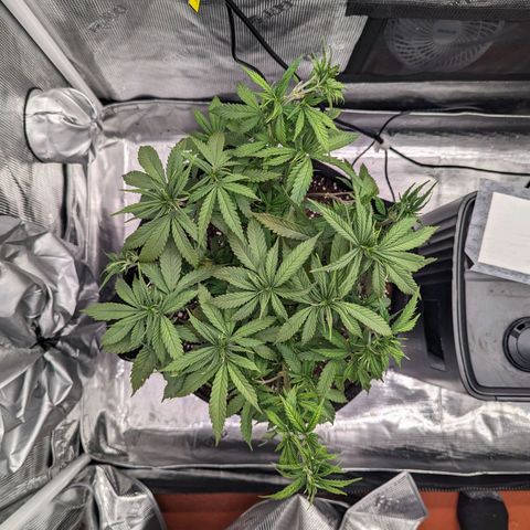 Maui Wowie #1 growlog photo: Transition to flower 