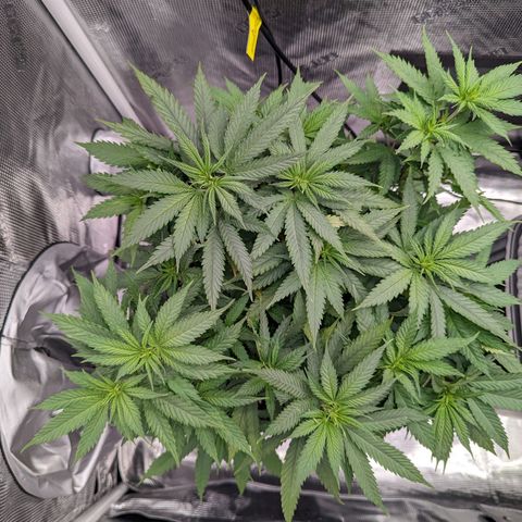 Maui Wowie #1 growlog timeline photo