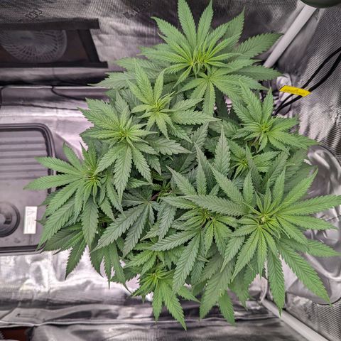 Maui Wowie #1 growlog timeline photo