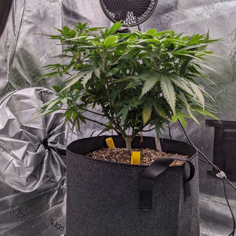 Maui Wowie #1 growlog timeline photo