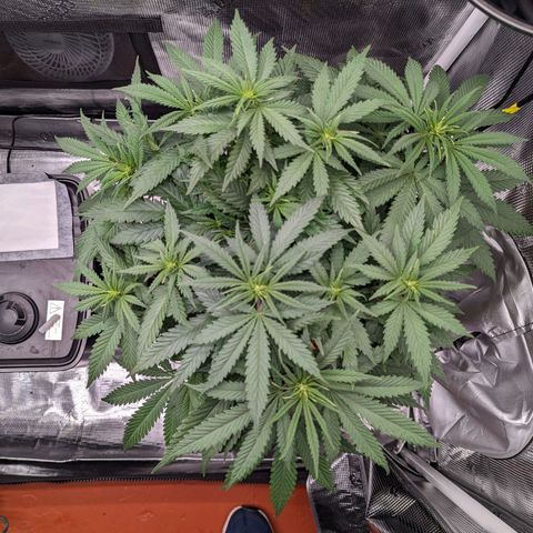 Maui Wowie #1 growlog timeline photo