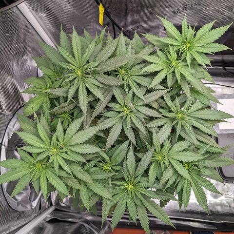 Maui Wowie #1 growlog timeline photo