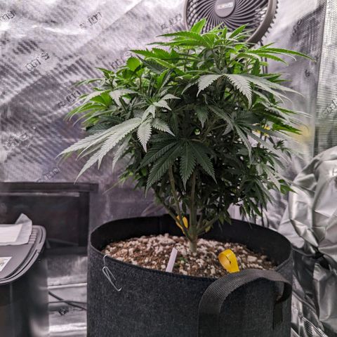 Maui Wowie #1 growlog timeline photo