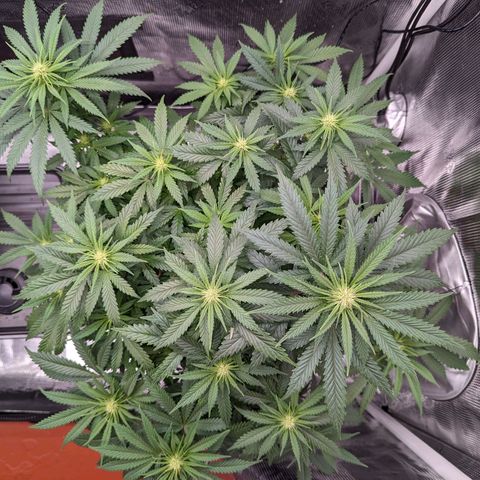 Maui Wowie #1 growlog photo: Week three of flower
