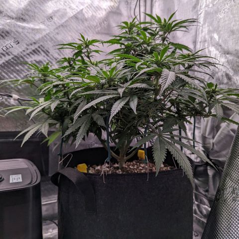 Maui Wowie #1 growlog photo: Week three of flower