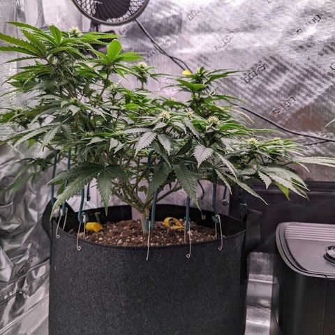 Maui Wowie #1 growlog photo: Week three of flower