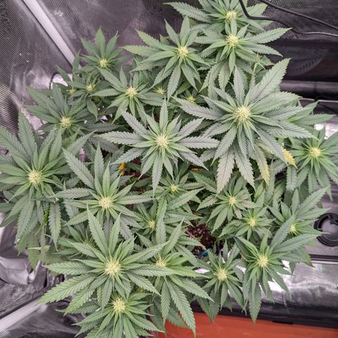 Maui Wowie #1 growlog photo: Week three of flower