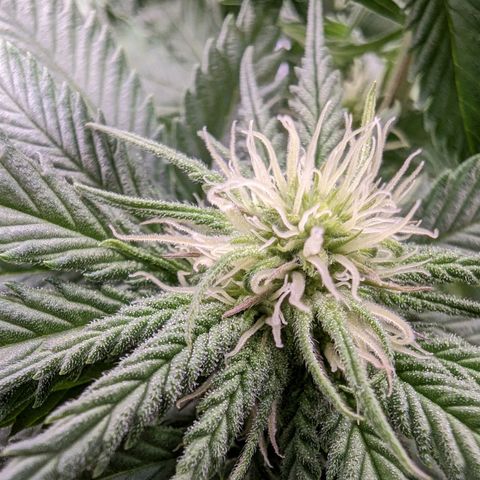 Maui Wowie #1 growlog photo: Week three of flower
