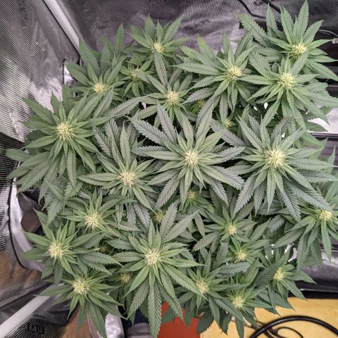 Maui Wowie #1 growlog timeline photo