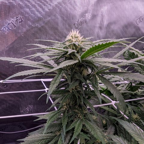 Maui Wowie #1 growlog timeline photo