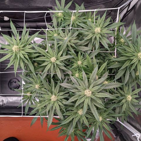 Maui Wowie #1 growlog timeline photo
