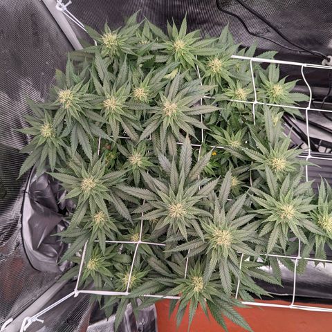 Maui Wowie #1 growlog timeline photo