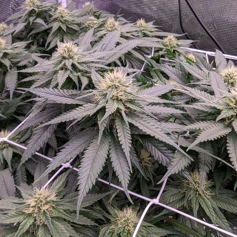 Maui Wowie #1 growlog timeline photo