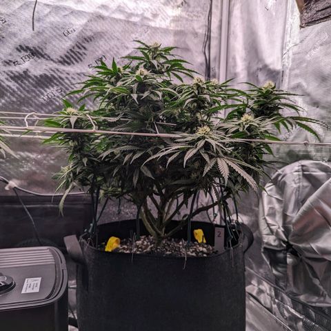 Maui Wowie #1 growlog timeline photo
